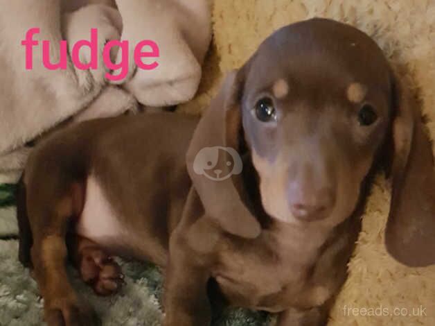 Miniature Chocolate and tan dachshunds for sale in Ebbw Vale/Glyn Ebwy, Blaenau Gwent