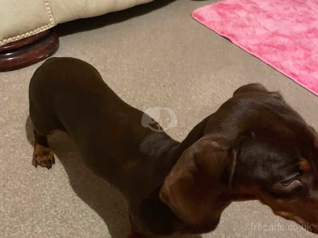 Dachshunds for sale in Stoke-on-Trent, Staffordshire