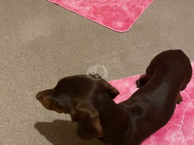 Dachshund Puppies for sale in Staffordshire