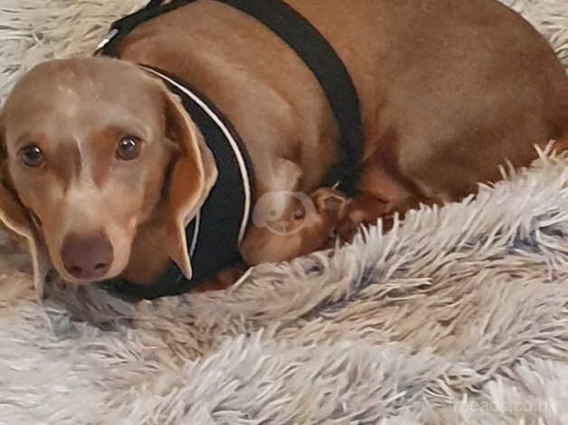 Miniature dachshound for sale in Dawley, Shropshire