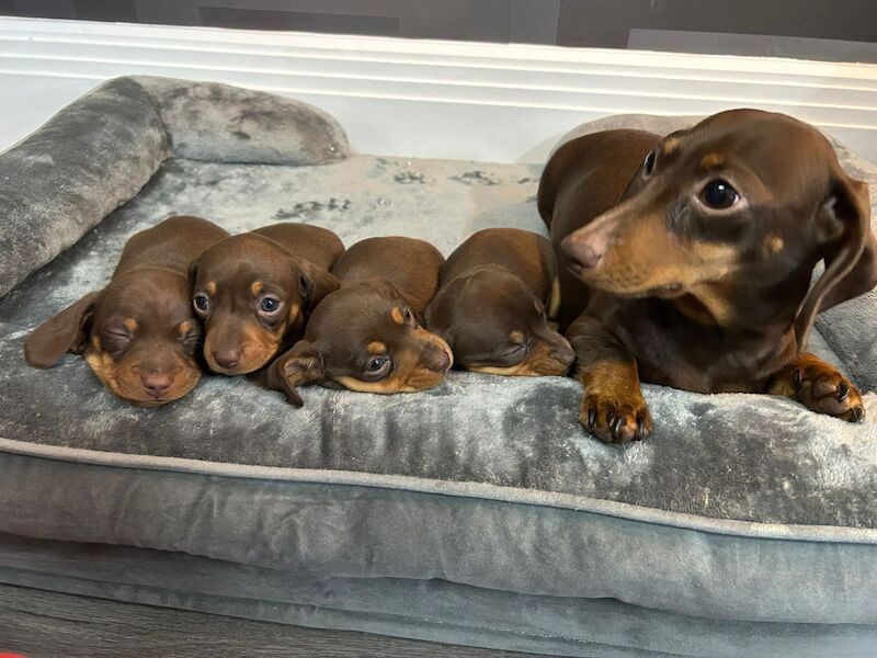 Miniature dachshund 1 boy for sale in Speke, Merseyside - Image 2