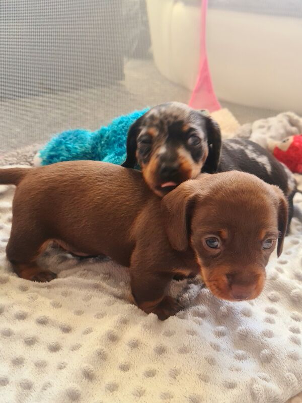 Miniature dachshund for sale in Gillingham, Kent - Image 6