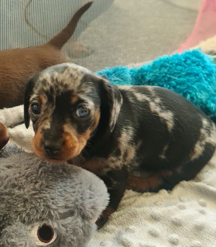 Miniature dachshund for sale in Gillingham, Kent - Image 4