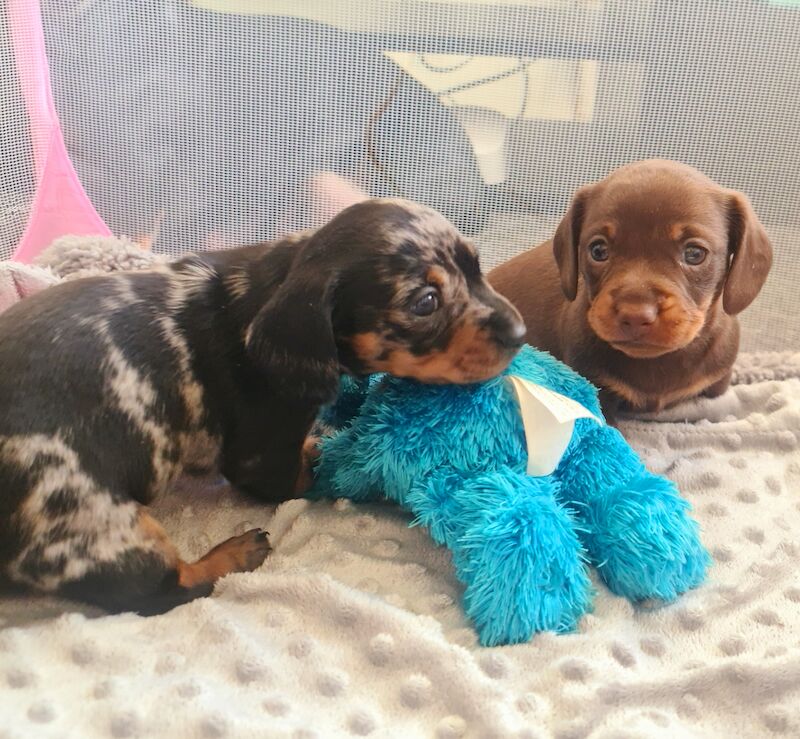 Miniature dachshund for sale in Gillingham, Kent - Image 7