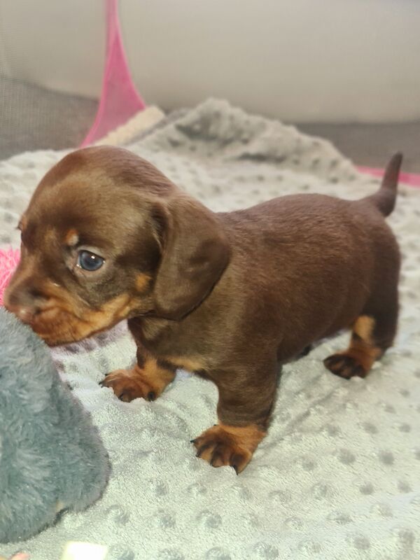Miniature dachshund for sale in Gillingham, Kent - Image 3