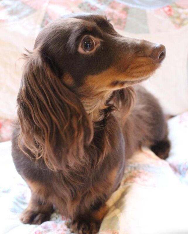 Miniature dachshund for sale in Gillingham, Kent - Image 8