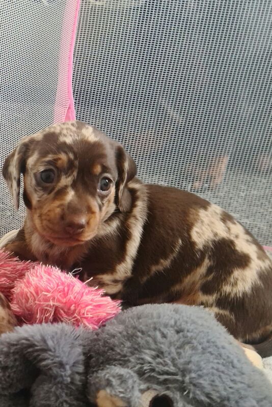 Miniature dachshund for sale in Gillingham, Kent - Image 11