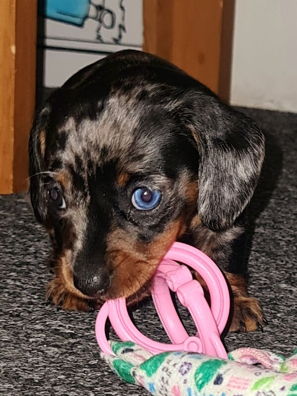 Miniature dachshund for sale in Gillingham, Kent - Image 2