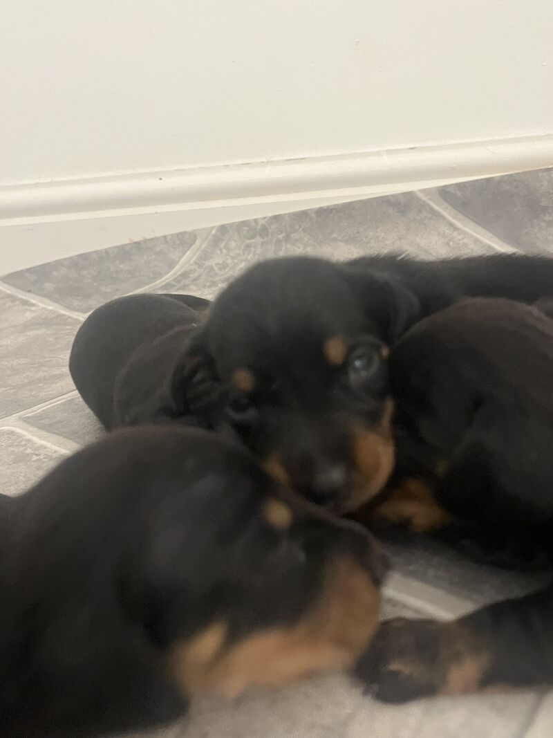 Miniature Dachshund for sale in Mexborough, South Yorkshire - Image 5