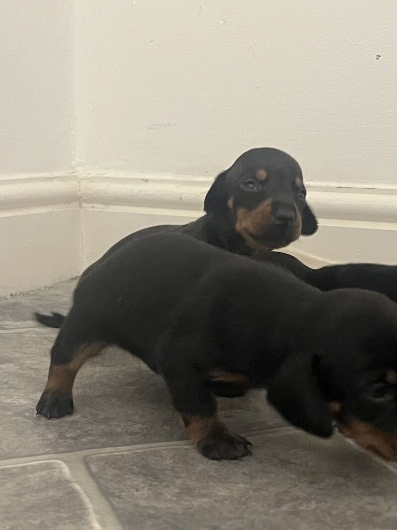 Miniature Dachshund for sale in Mexborough, South Yorkshire - Image 6