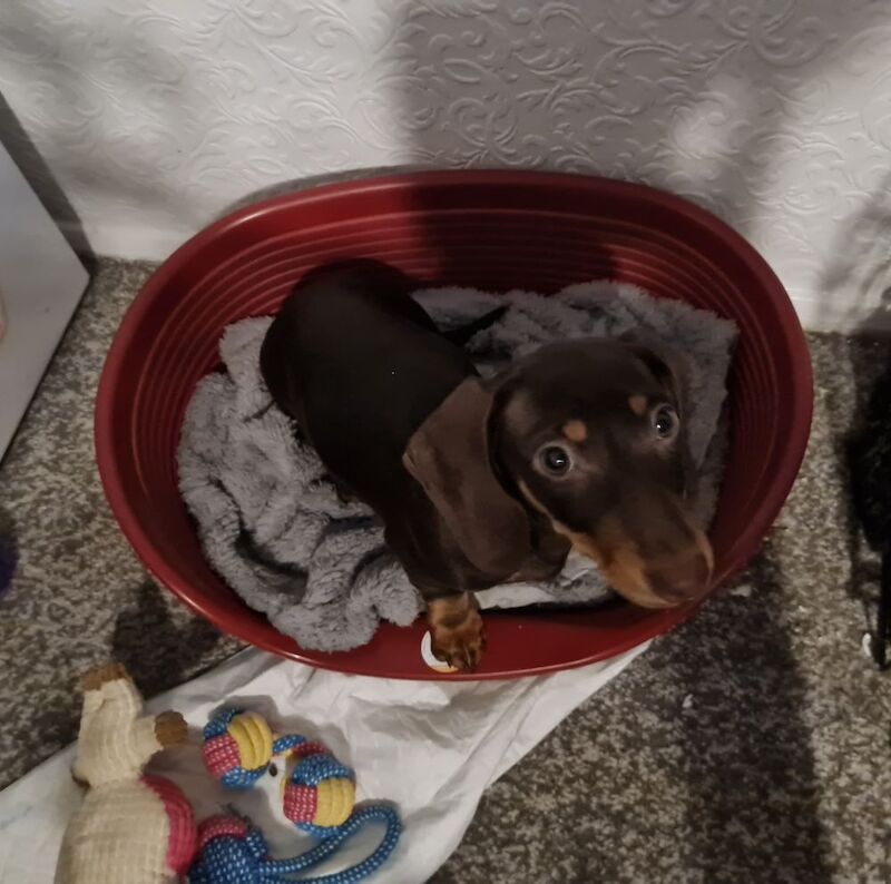 Miniature dachshund for sale in Bromley, Greater London