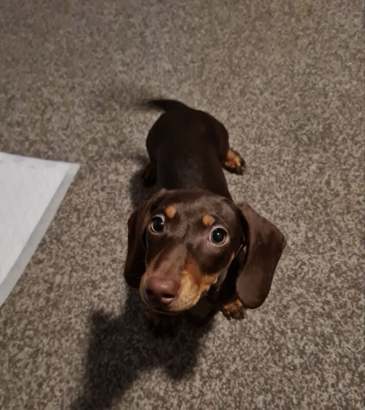 Miniature dachshund for sale in Bromley, Greater London - Image 2