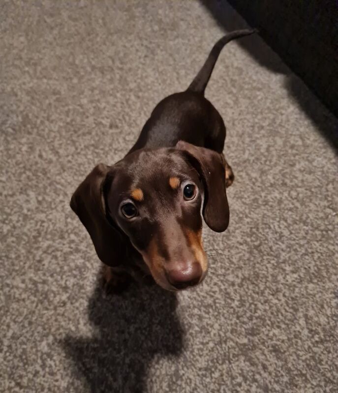 Miniature dachshund for sale in Bromley, Greater London - Image 3