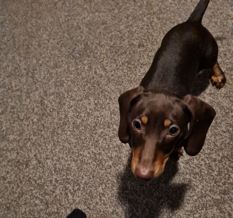 Miniature dachshund for sale in Bromley, Greater London - Image 4