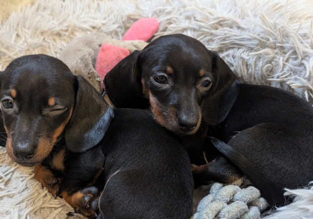 Miniature Dachshund 3 boys available for sale in Wellingborough, Northamptonshire