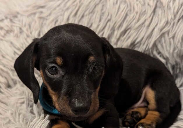 Miniature Dachshund 3 boys available for sale in Wellingborough, Northamptonshire - Image 2