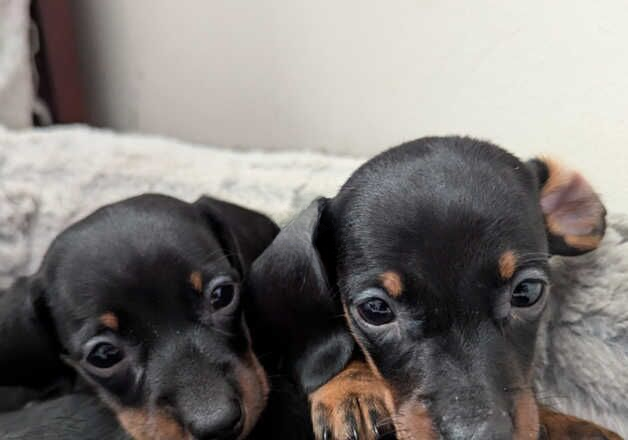 Miniature Dachshund 3 boys available for sale in Wellingborough, Northamptonshire - Image 3