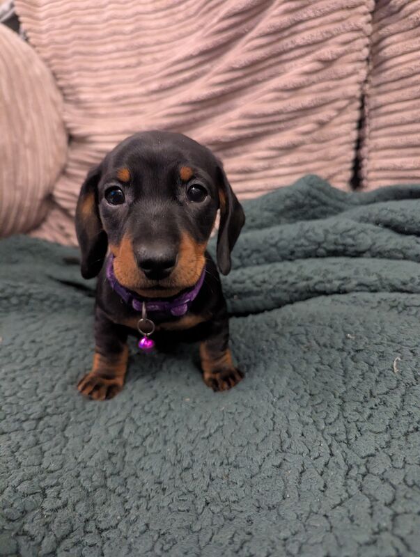 Miniature dachshund for sale in Nottingham, Nottinghamshire