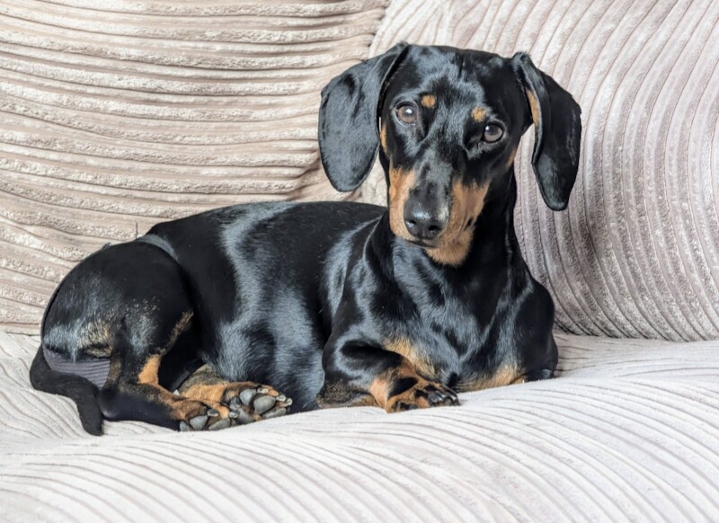 Miniature dachshund for sale in Nottingham, Nottinghamshire - Image 2