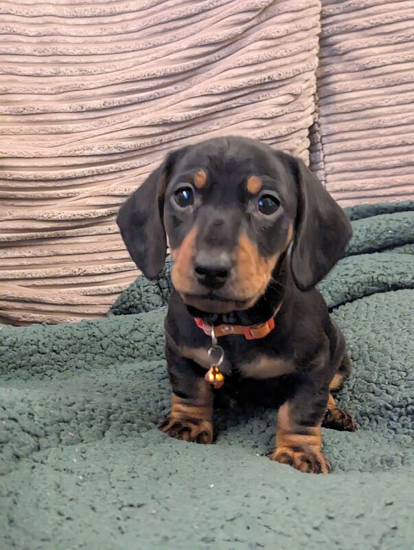 Miniature dachshund for sale in Nottingham, Nottinghamshire - Image 3