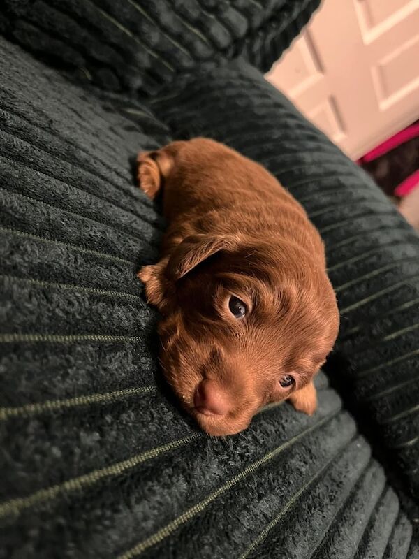 Miniature dachshund for sale in Kingston upon Hull, East Riding of Yorkshire