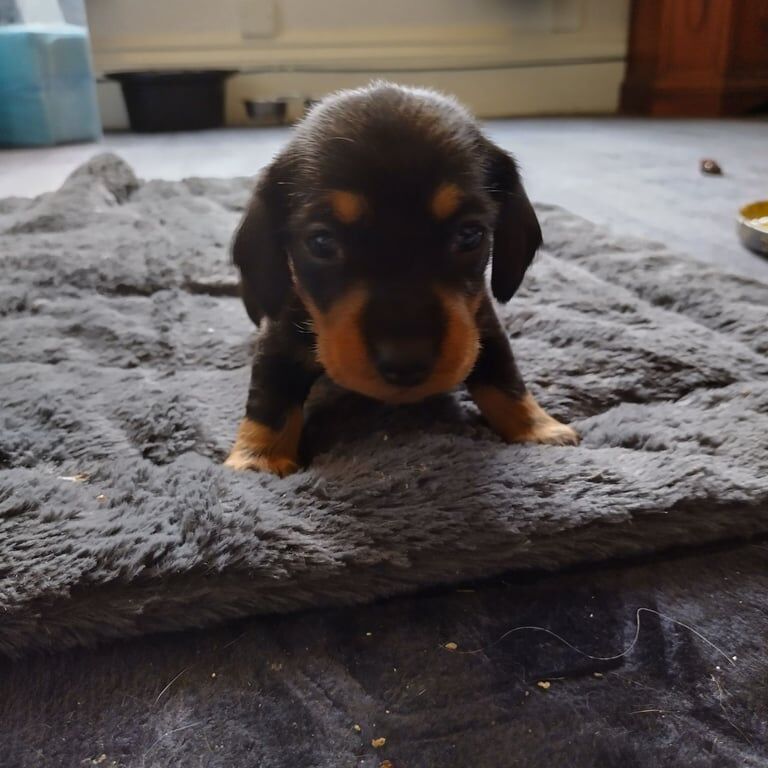 Miniature dachshund for sale in Crewe, Cheshire