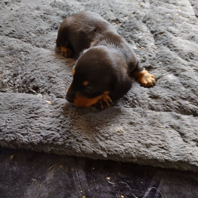 Miniature dachshund for sale in Crewe, Cheshire - Image 2