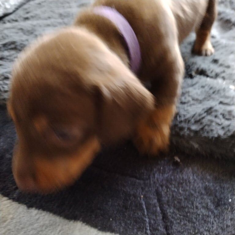 Miniature dachshund for sale in Crewe, Cheshire - Image 3