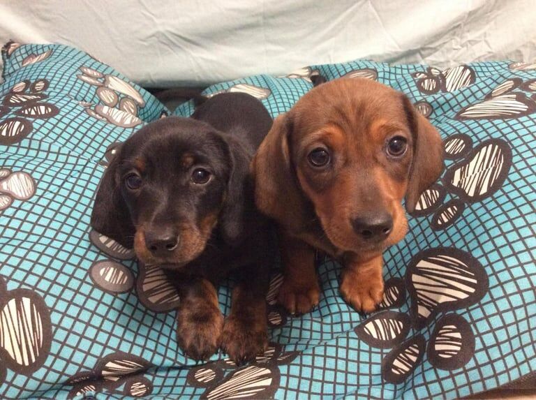 miniature dachshund for sale in Enniskillen, County Fermanagh