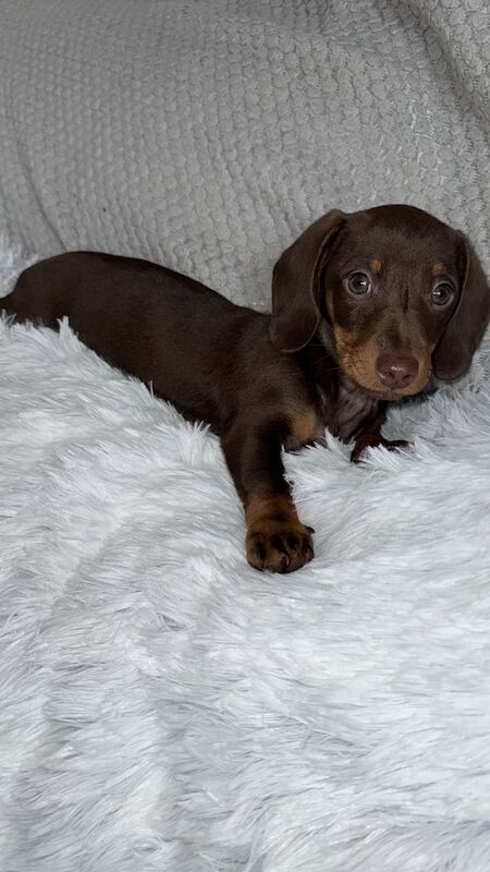 Miniature dachshund 🐶 for sale in Rotherham, South Yorkshire