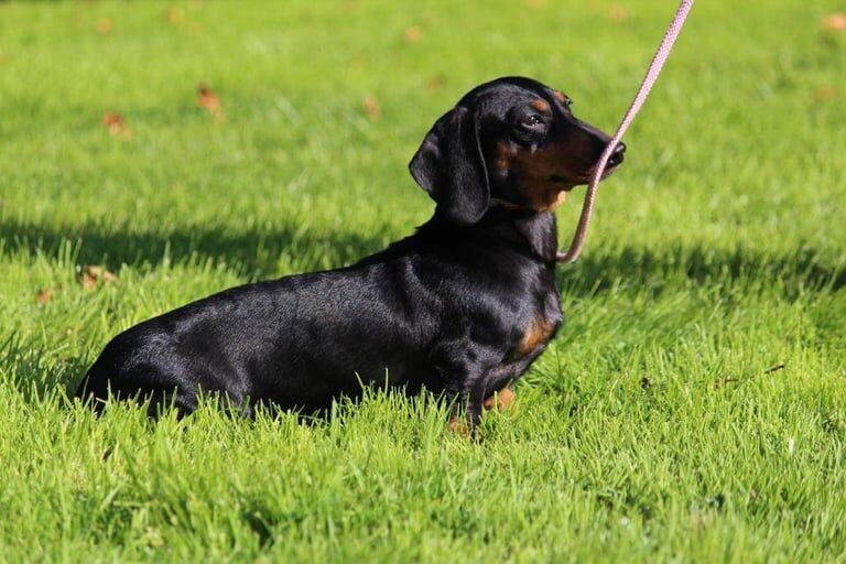 Miniature Dachshund for sale in Armagh, County Armagh - Image 1