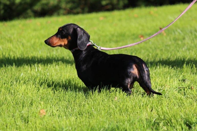 Miniature Dachshund for sale in Armagh, County Armagh - Image 2