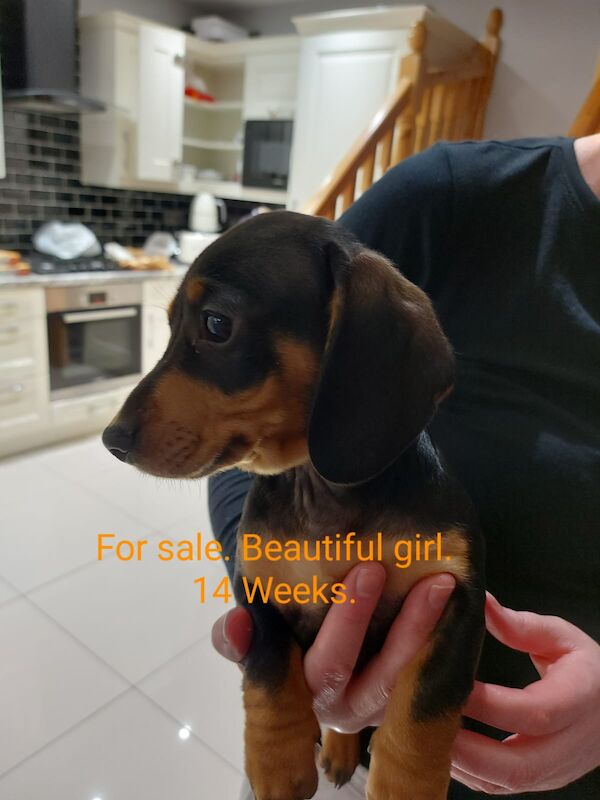 Miniature dachshund for sale in Middlesbrough, North Yorkshire - Image 1