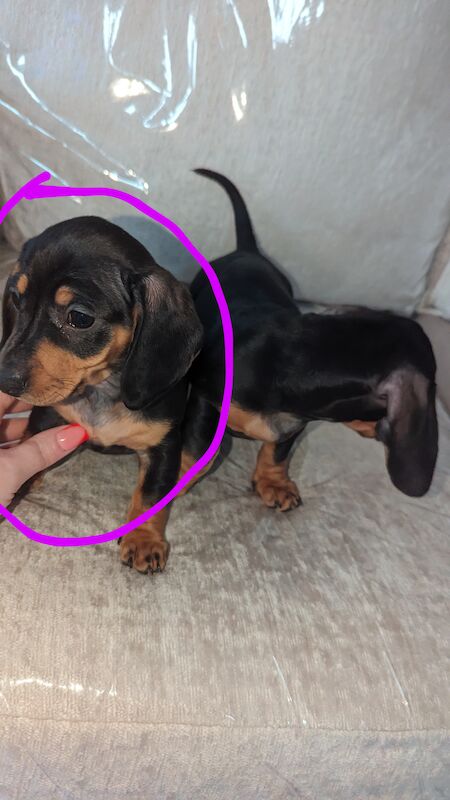 Miniature dachshund for sale in Middlesbrough, North Yorkshire - Image 2