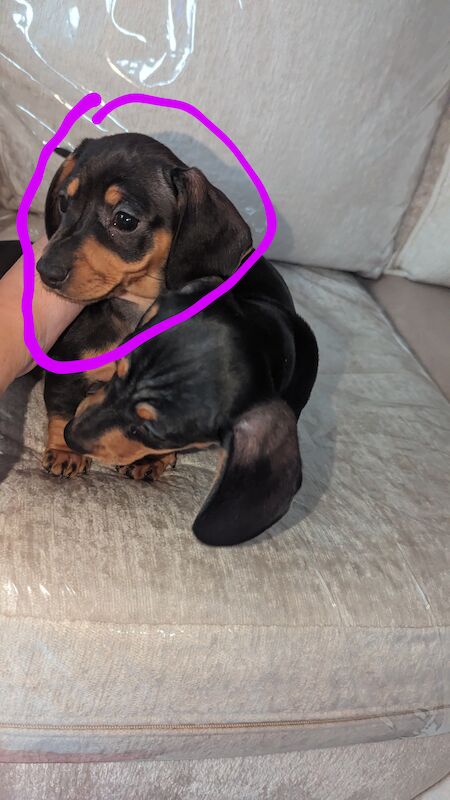 Dachshund Puppies for sale in North Yorkshire