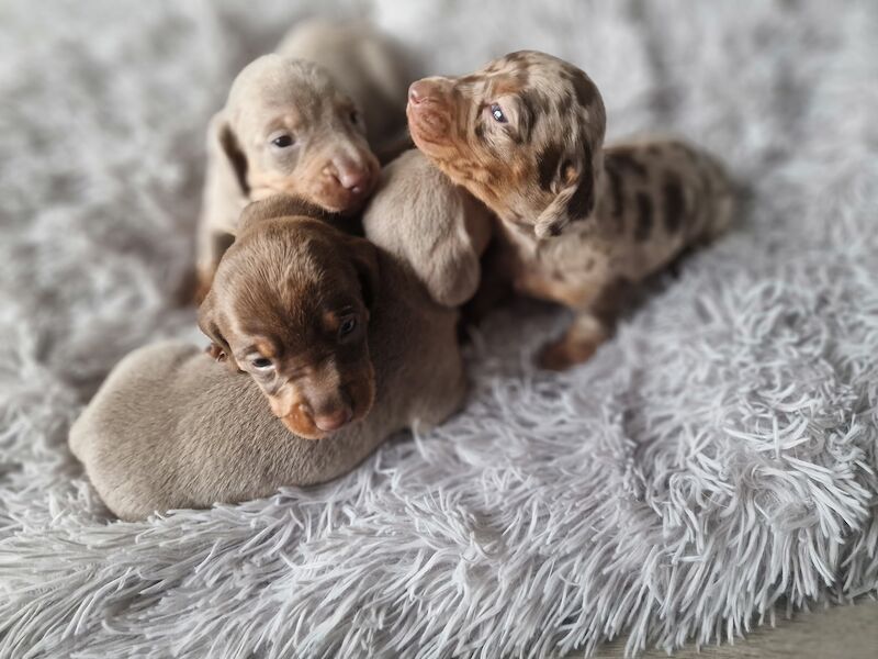 Miniature dachshund for sale in Poole, Somerset - Image 3