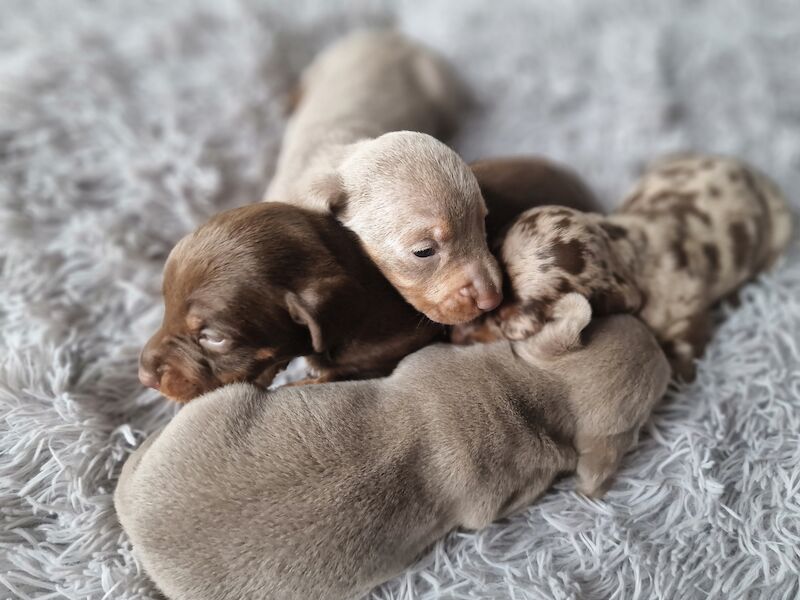 Miniature dachshund for sale in Poole, Somerset - Image 4