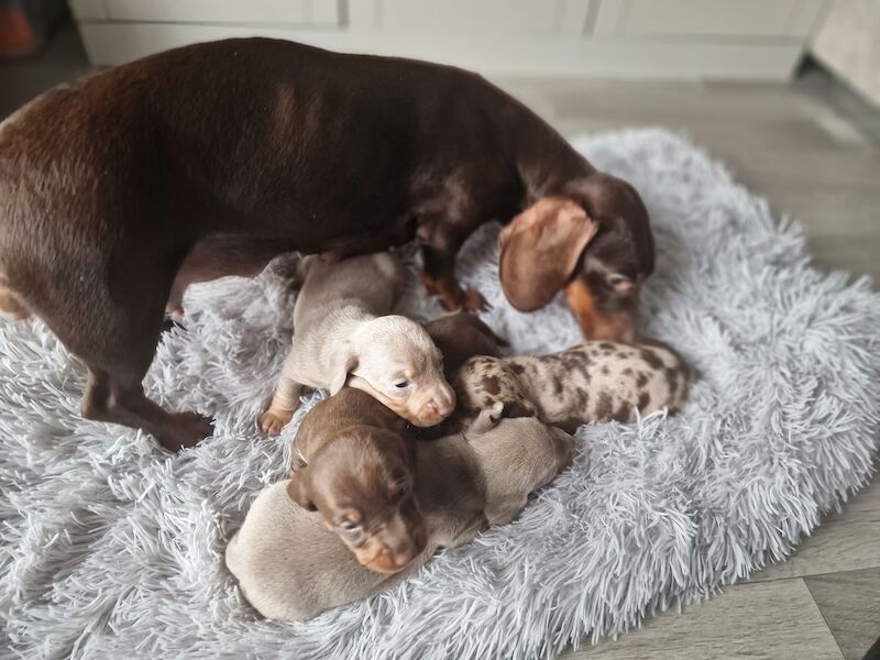 Miniature dachshund for sale in Poole, Somerset - Image 5