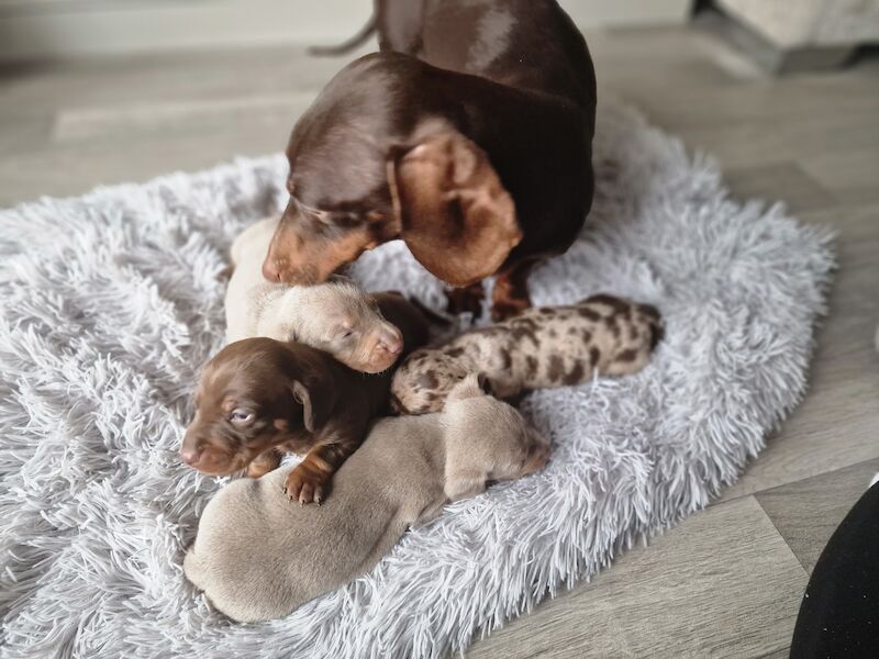 Miniature dachshund for sale in Poole, Somerset - Image 6