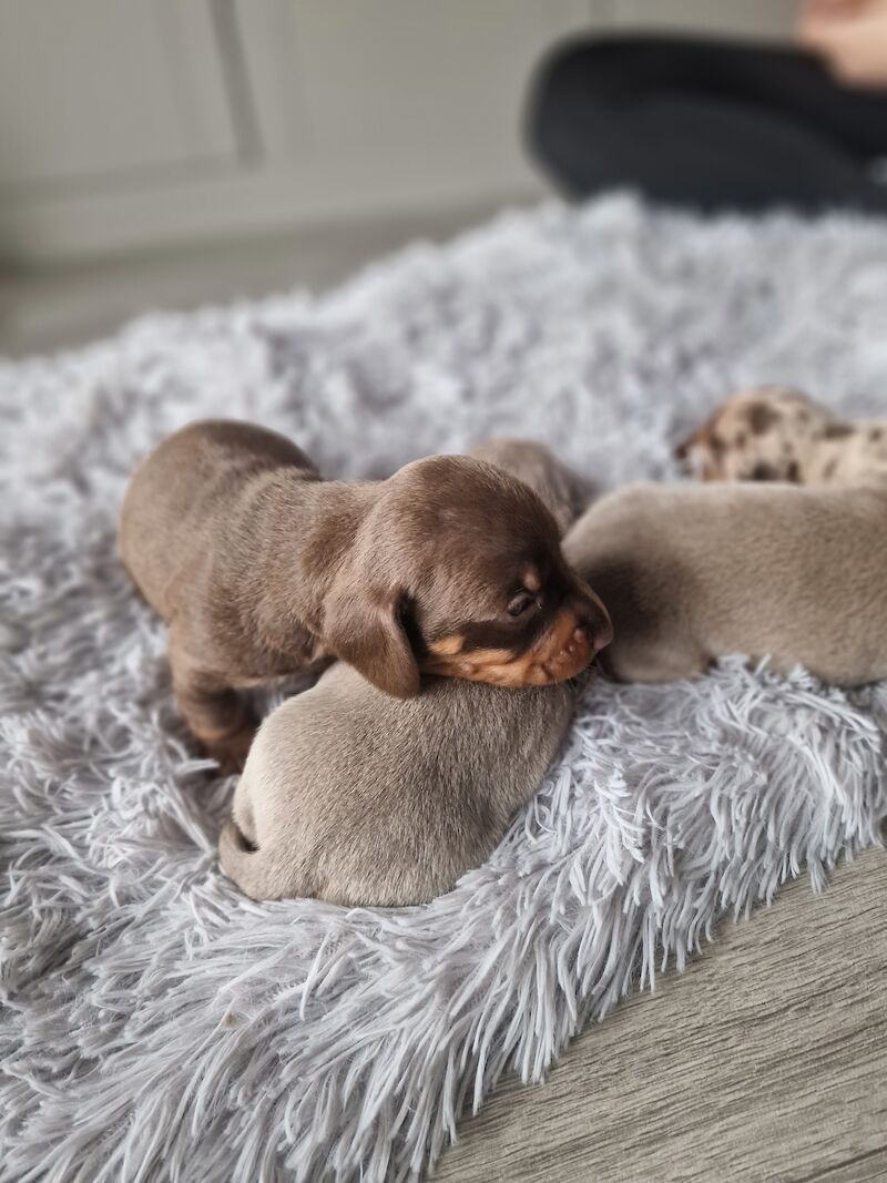 Miniature dachshund for sale in Poole, Somerset - Image 7