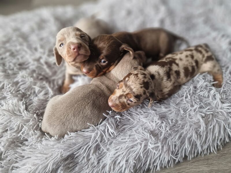 Miniature dachshund for sale in Poole, Somerset - Image 8