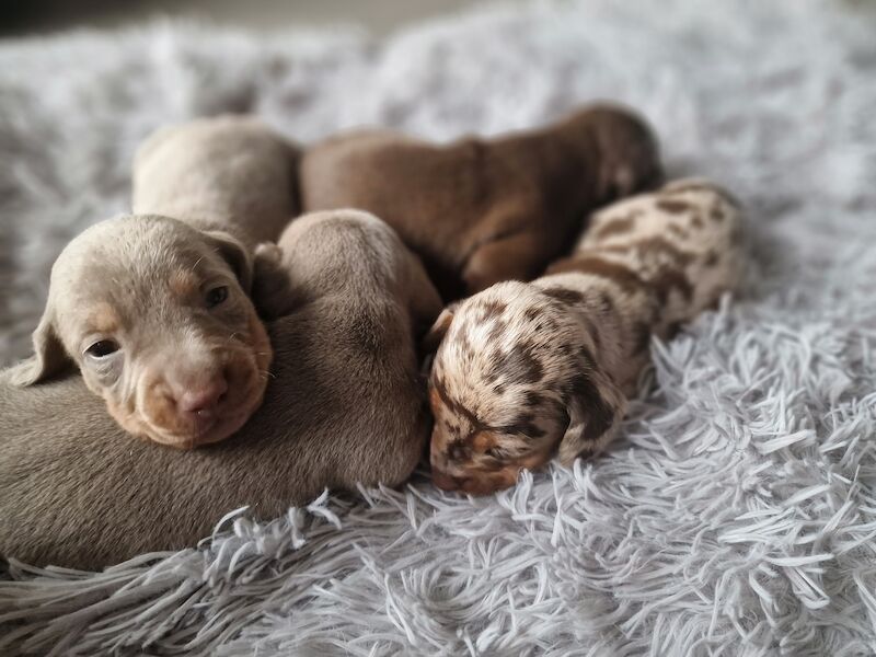 Miniature dachshund for sale in Poole, Somerset - Image 9