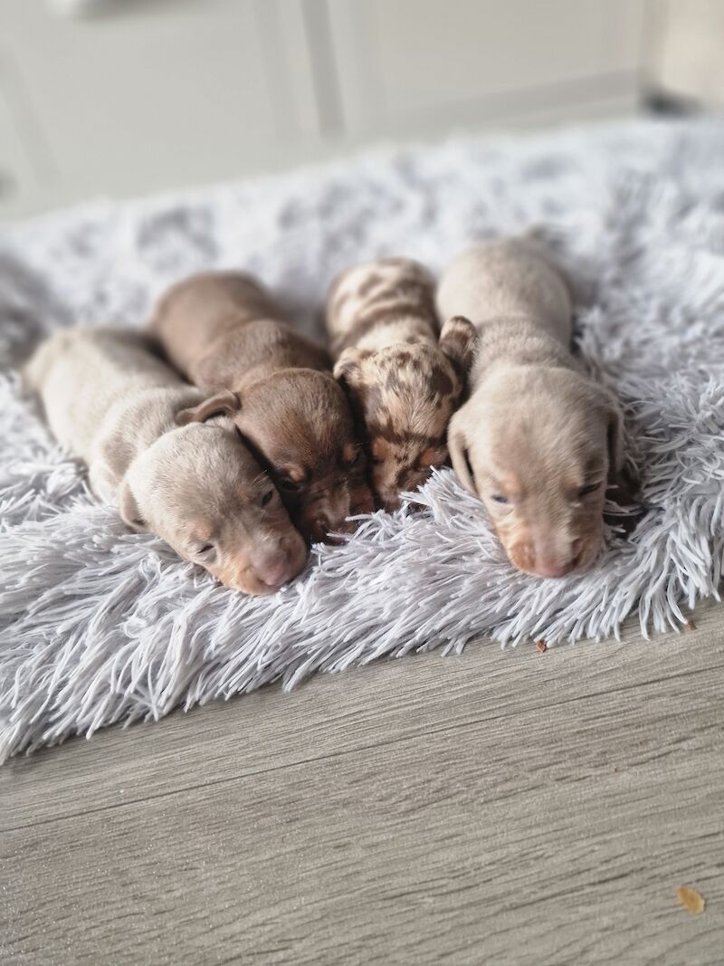 Miniature dachshund for sale in Poole, Somerset - Image 10