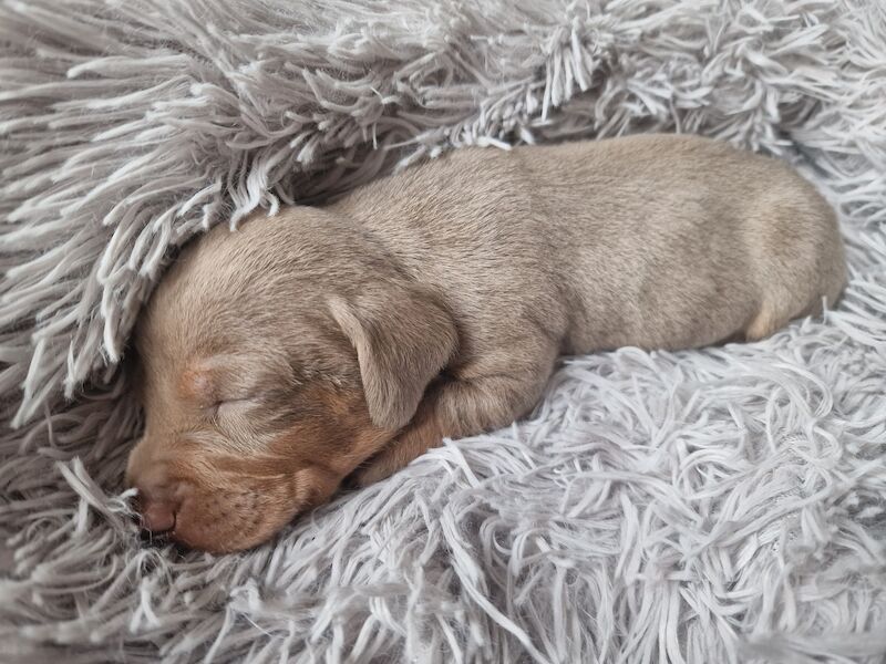 Miniature dachshund for sale in Poole, Somerset - Image 11