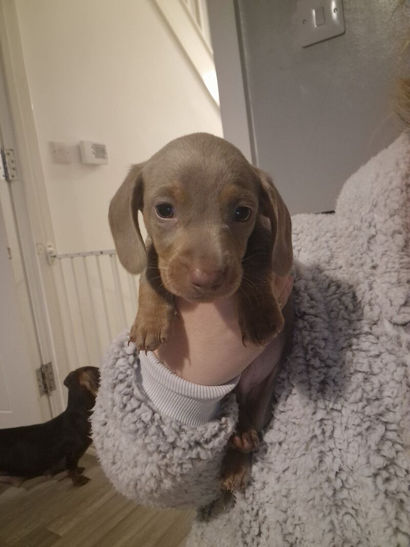 Miniature dachshund for sale in Poole, Somerset - Image 12