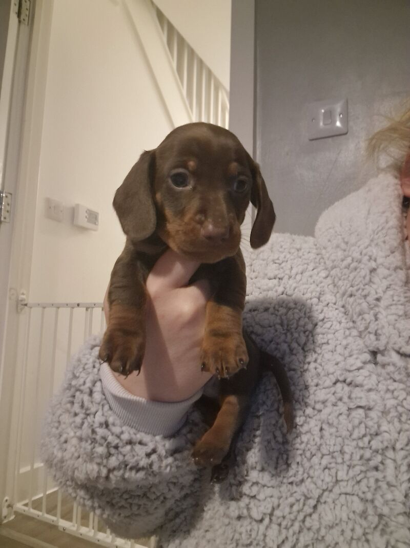 Miniature dachshund for sale in Poole, Somerset - Image 13