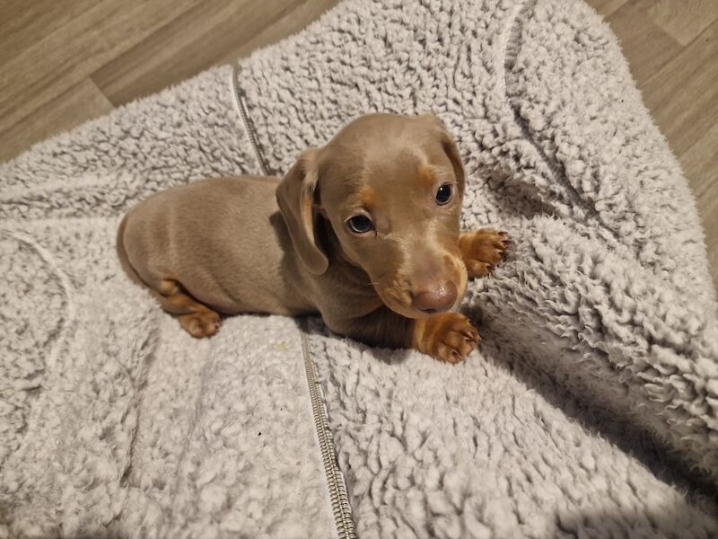 Miniature dachshund for sale in Poole, Somerset - Image 1