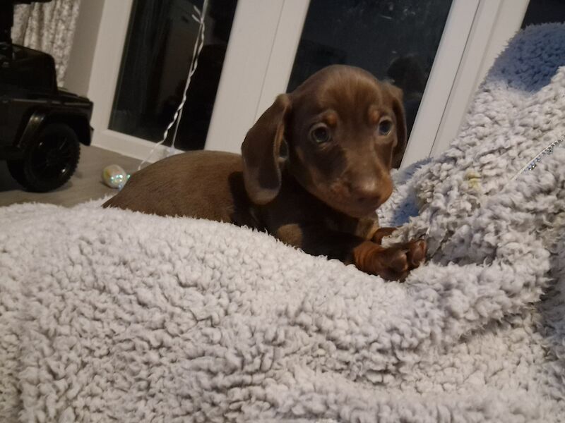 Dachshunds for sale in Poole, Somerset