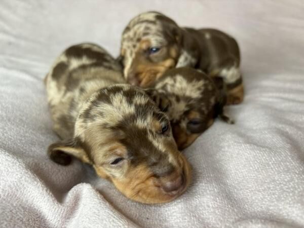 Miniature Dachshund available 7/8 for sale in Kingston upon Hull, East Riding of Yorkshire - Image 1