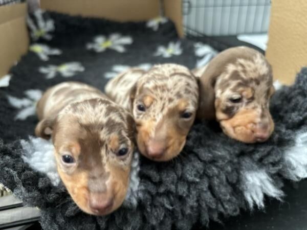 Miniature Dachshund available 7/8 for sale in Kingston upon Hull, East Riding of Yorkshire - Image 2